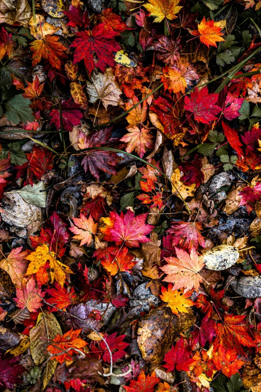 a bunch of leaves that are laying on the ground, trending on unsplash, colorful”, 1 6 x 1 6, shot on sony a 7 iii, wet climate