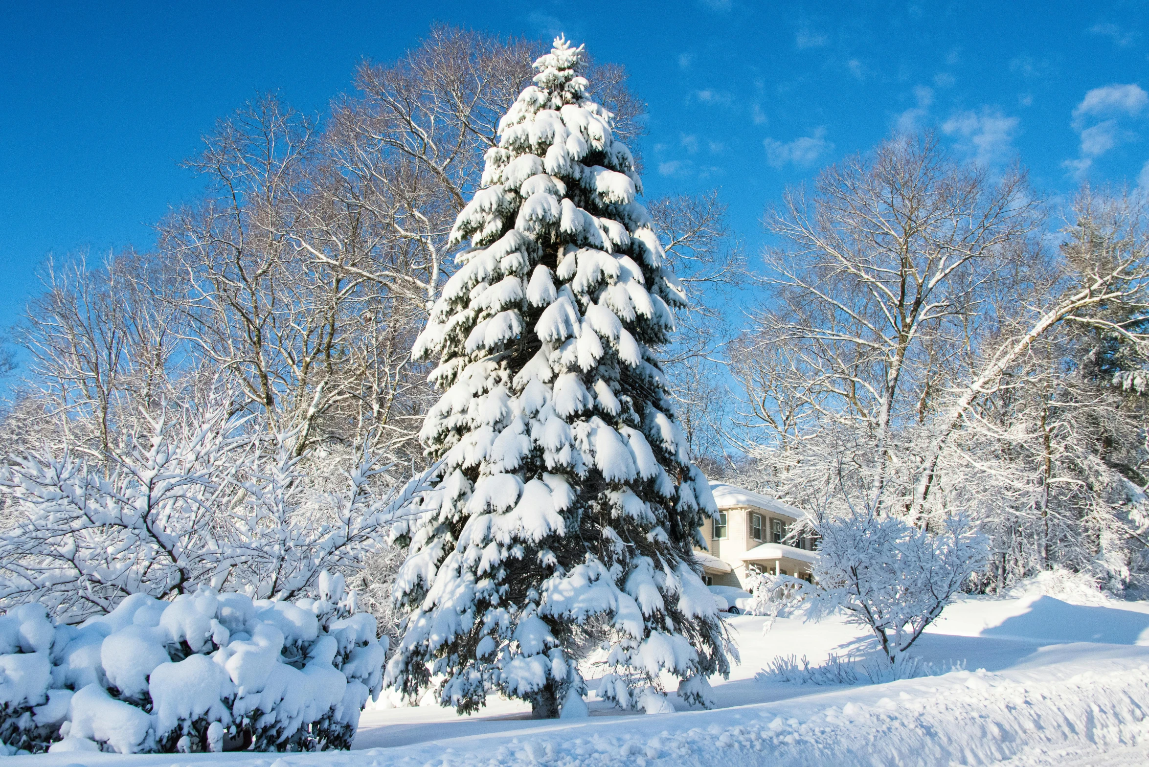 a snow covered pine tree in front of a house, inspired by Edward Willis Redfield, pexels, hudson river school, slide show, white, tall tree, thumbnail