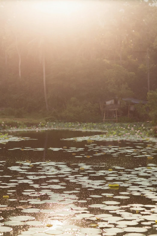 a large body of water next to a forest, inspired by Elsa Bleda, sumatraism, golden hour”, hut, lotuses, cambodia
