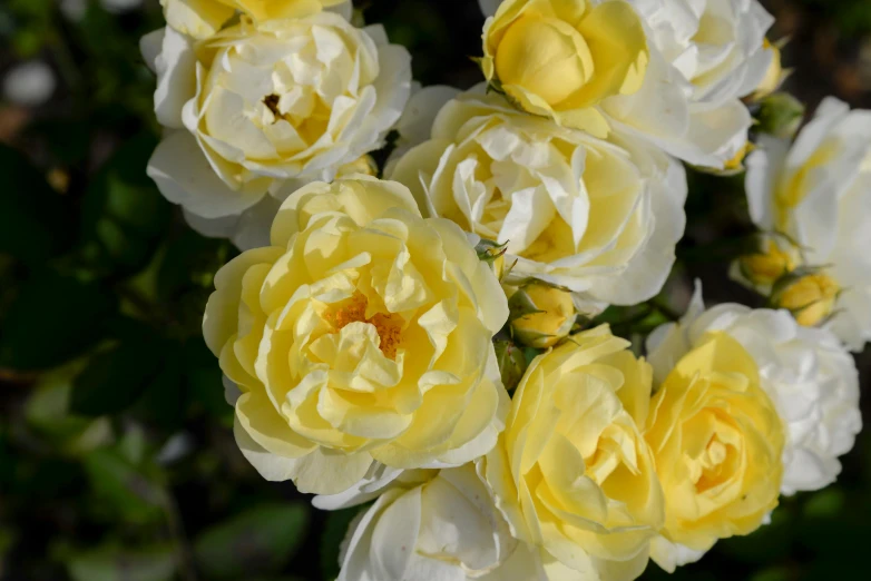 a close up of a bunch of yellow and white flowers, rose garden, subtle detailing, high quality product image”, zoomed out shot