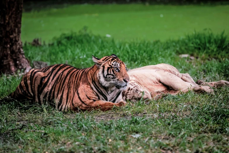 a tiger and a lion laying in the grass, unsplash, sumatraism, distant photo, fan favorite, pink tigers, ((tiger))