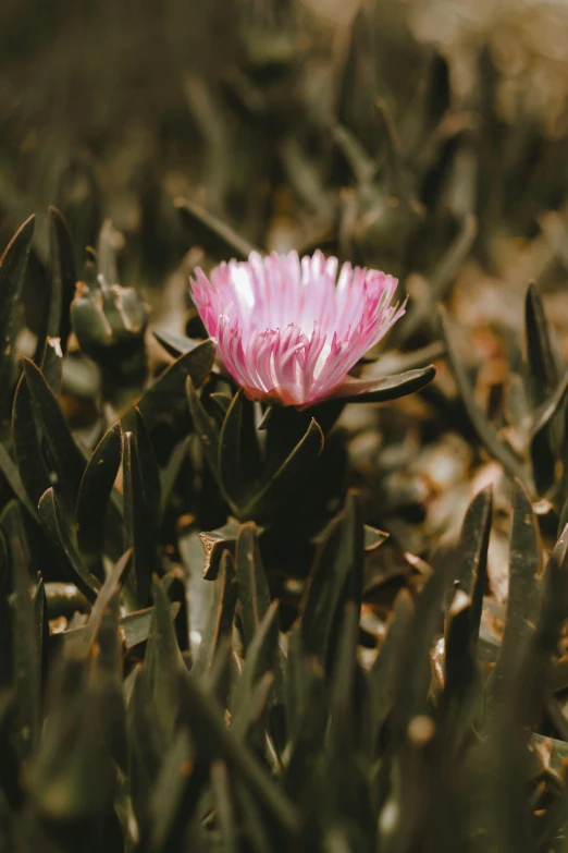 a pink flower sitting on top of a lush green field, a macro photograph, by Elsa Bleda, renaissance, desert flowers, without text, shot on superia 400 filmstock, multiple stories