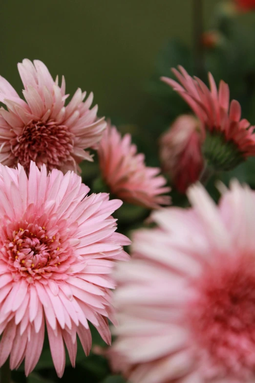 a close up of a bunch of pink flowers, slide show, paper chrysanthemums, lush surroundings, exterior