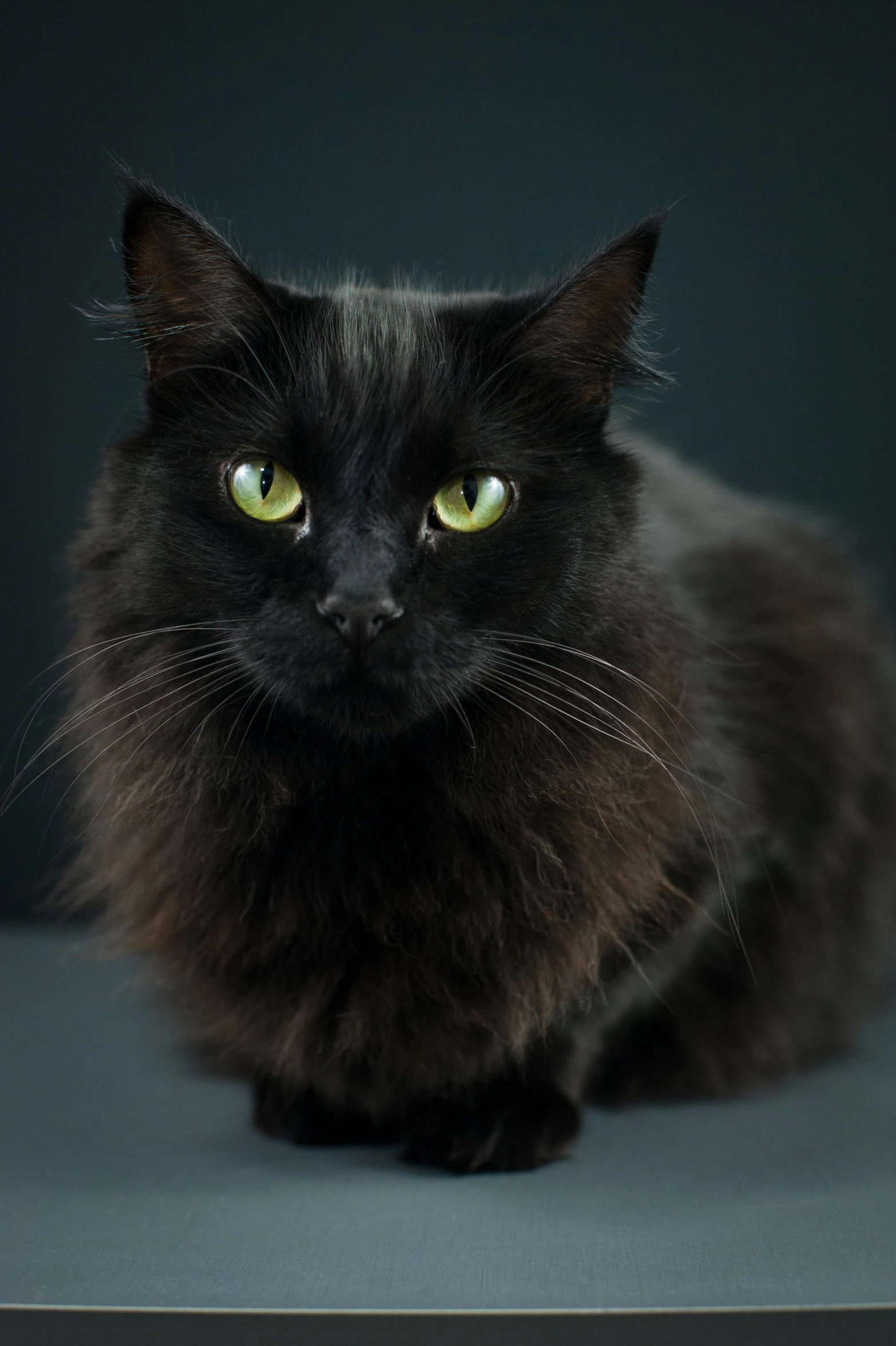 a black cat sitting on top of a table, a portrait, pexels contest winner, fluffy mane, dark-skinned, full frame image, ready to model