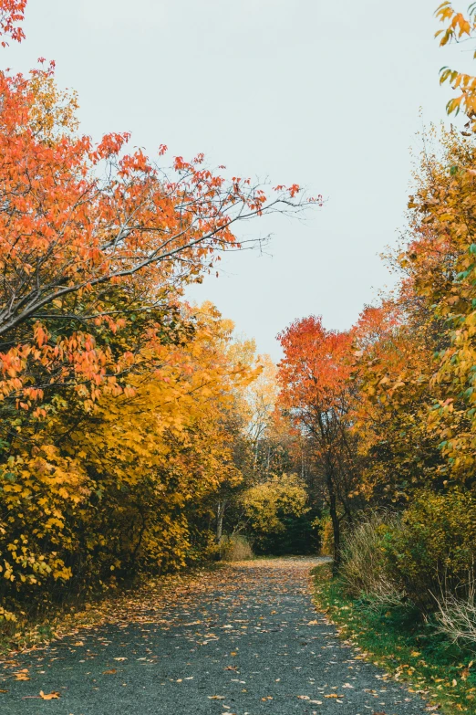 a red fire hydrant sitting on the side of a road, inspired by Jasper Francis Cropsey, unsplash contest winner, autumn colour oak trees, 2 5 6 x 2 5 6 pixels, a beautiful pathway in a forest, gray and orange colours