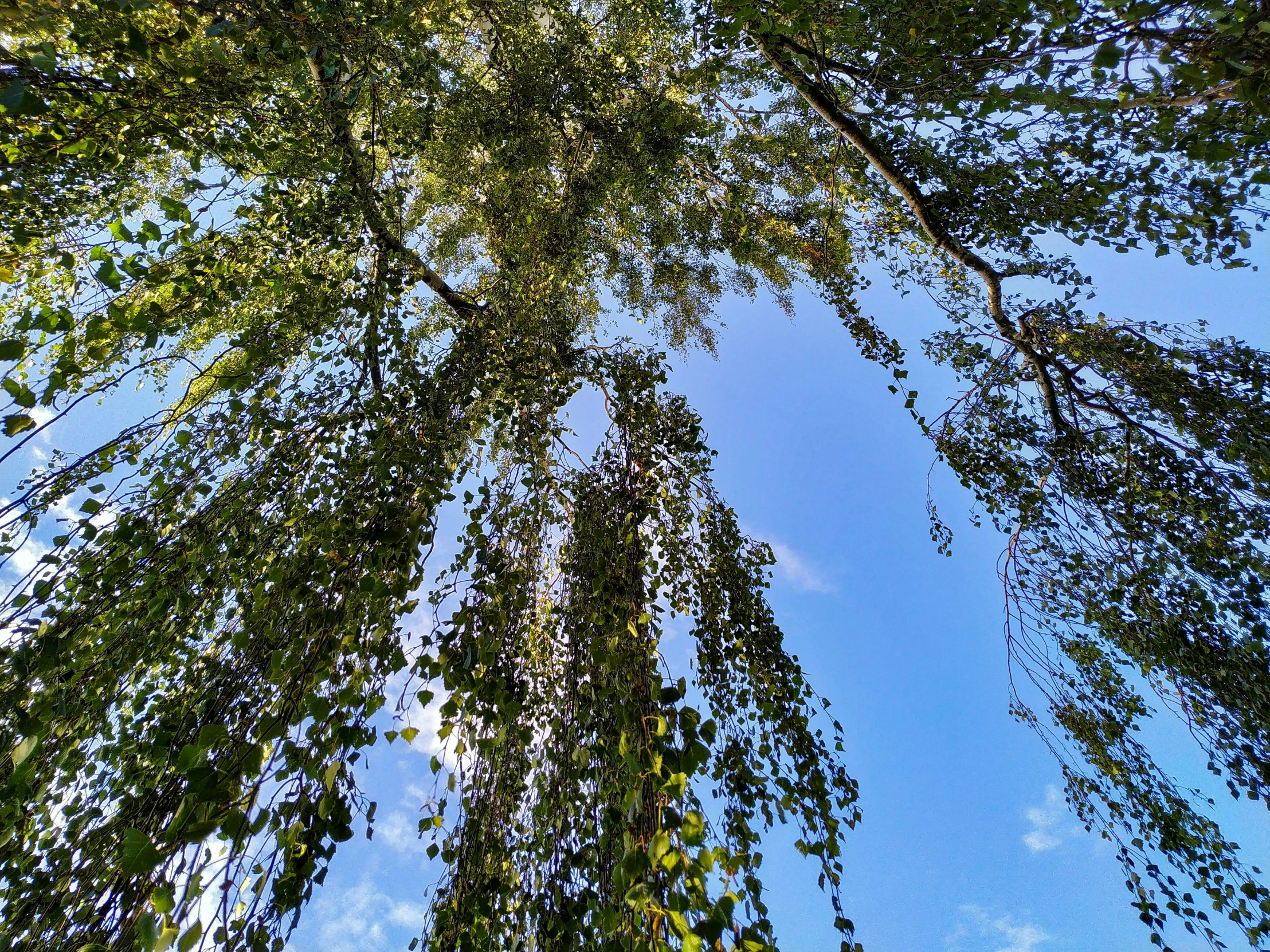 a group of trees that are next to each other, by Jan Rustem, unsplash, land art, falling from sky, willowy frame, ((trees)), looking up onto the sky