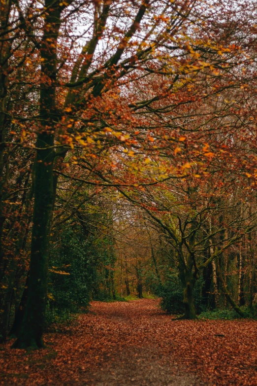 a tree lined path in the middle of a forest, an album cover, unsplash contest winner, dark oranges reds and yellows, 2 5 6 x 2 5 6 pixels, wales, orange and brown leaves for hair