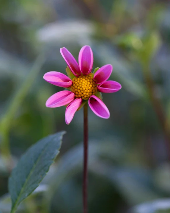 a close up of a pink flower with green leaves, by Jakob Emanuel Handmann, unsplash, pink and yellow, tall thin, no cropping, botanic garden