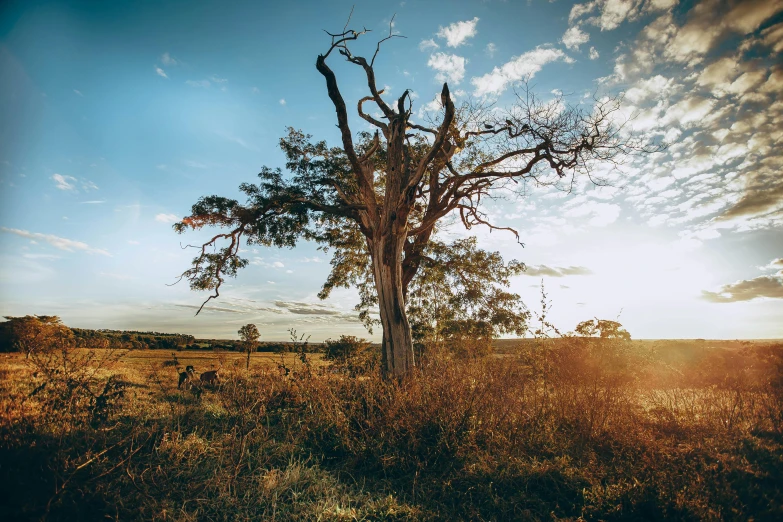 a lone tree in the middle of a field, unsplash contest winner, australian tonalism, baobab trees in distance, blue sky, with the sun shining on it, instagram photo