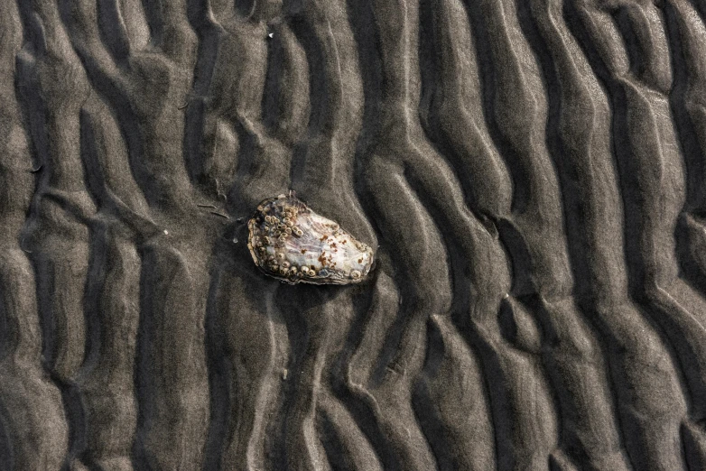 a rock in the sand on a beach, an album cover, inspired by Vija Celmins, unsplash, hyper detailed conch shell, ignant, heat ripples, mysterious black slime