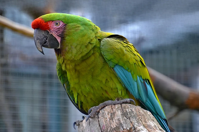 a parrot sitting on top of a tree stump, green and red, highly upvoted, brand colours are green and blue, slide show
