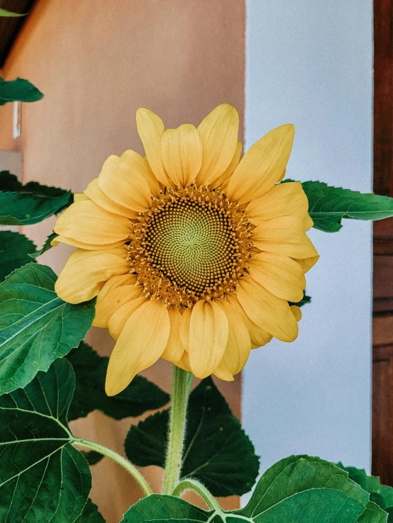 a close up of a sunflower with a building in the background, detailed product image, next to a plant, indoor picture, cheery