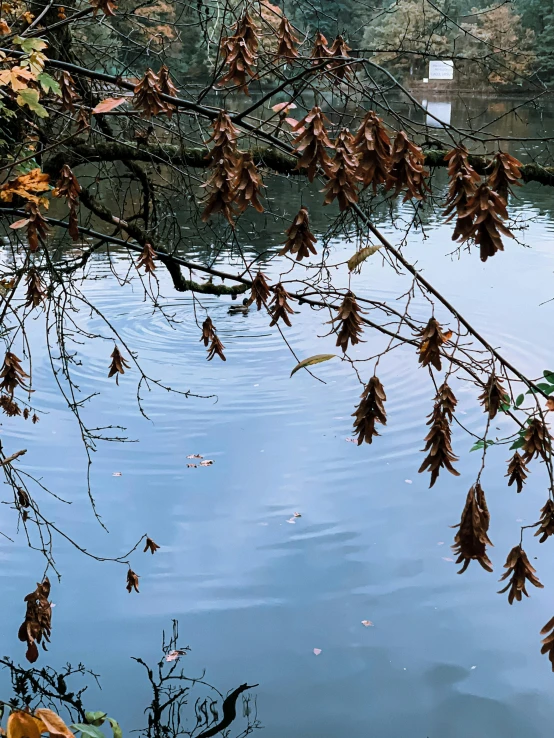 a tree branch hanging over a body of water, dried leaves, photo of zurich, today\'s featured photograph 4k, cypress trees