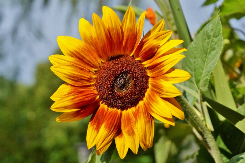 a close up of a sunflower with a blue sky in the background, a photo, pixabay, dark oranges reds and yellows, 🦩🪐🐞👩🏻🦳, a high angle shot, gardening