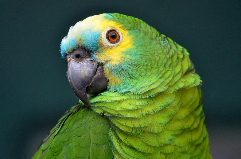 a close up of a parrot with a green background, pexels contest winner, green and gold, blue, green pupills, amazonian
