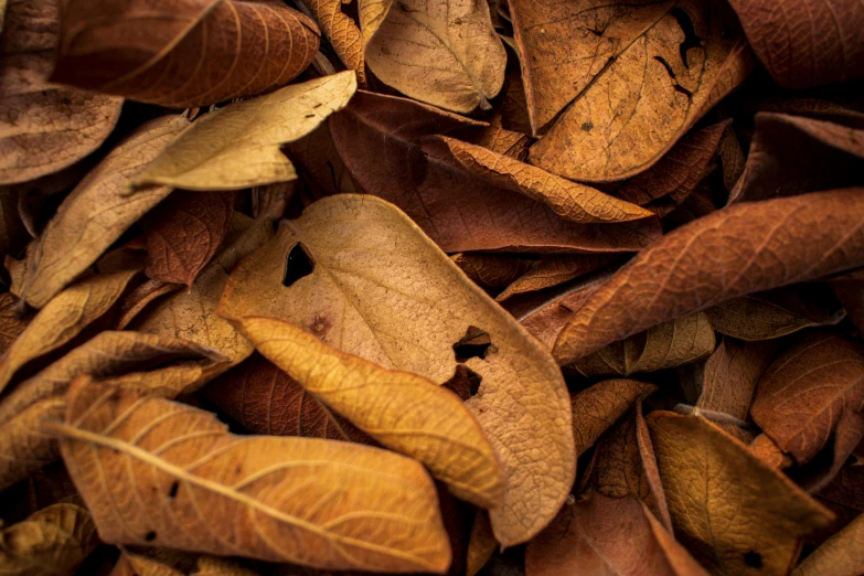 a pile of dried leaves on the ground, an album cover, trending on pexels, brown color palette, thumbnail, shot on sony a 7 iii, botanical