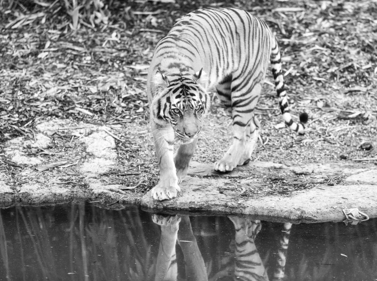 a black and white photo of a tiger drinking water, a black and white photo, sumatraism, mirror reflections, 3 5 mm photo, walking, candid photo