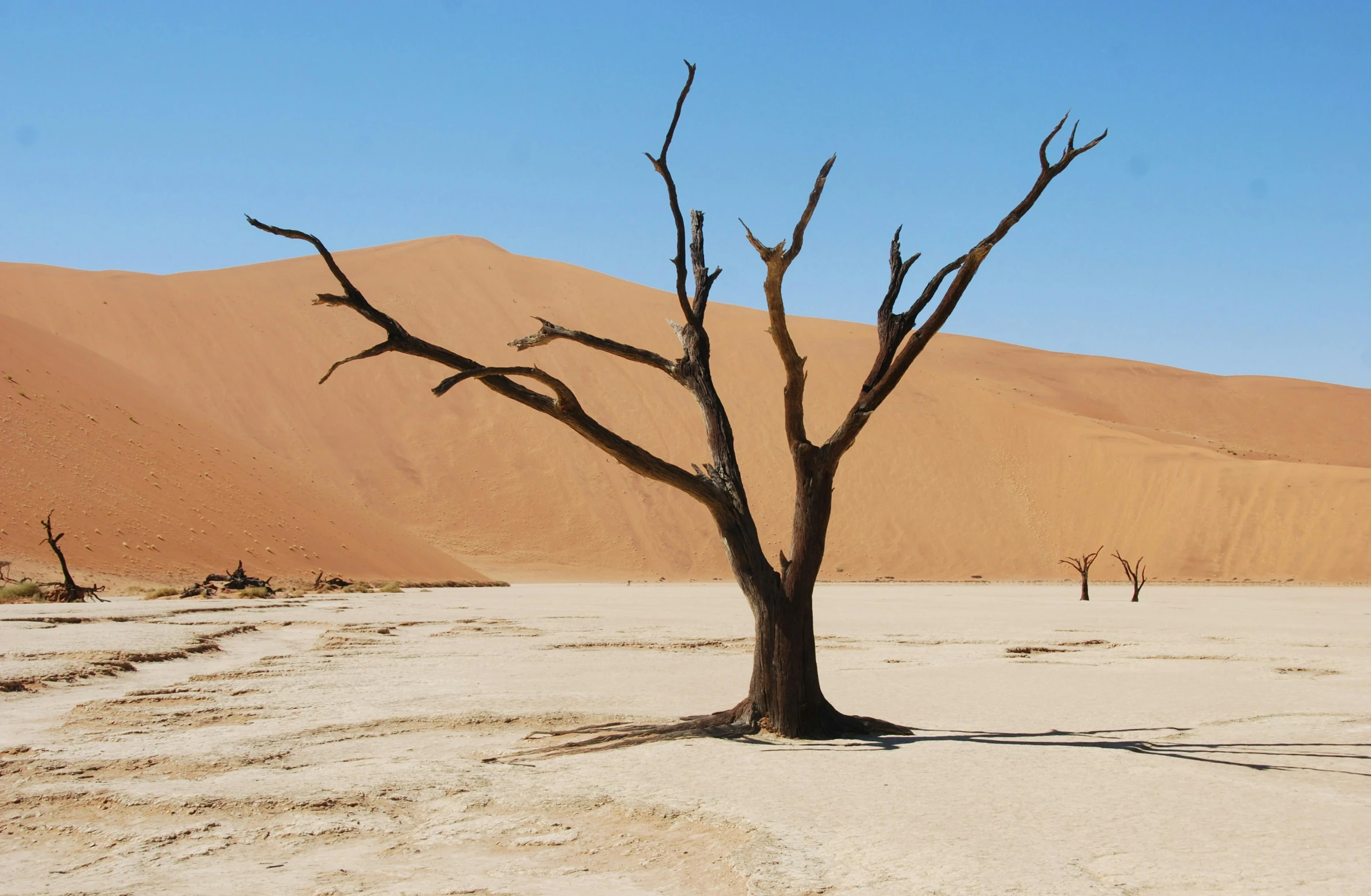 a dead tree in the middle of a desert, inspired by Scarlett Hooft Graafland, pexels contest winner, under the soft shadow of a tree, an intricate, acacia trees, no people 4k