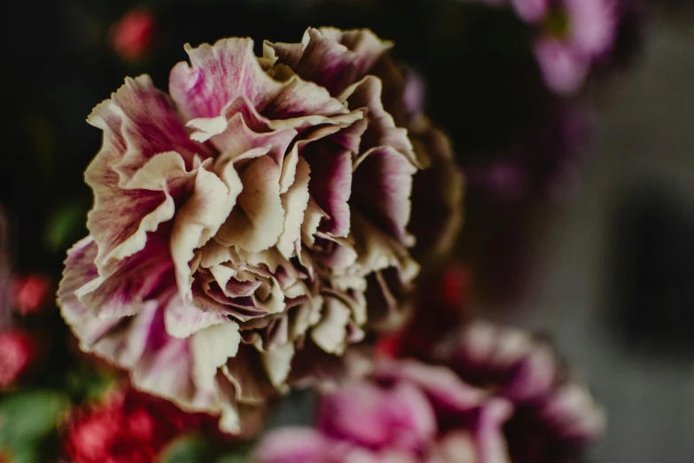 a close up of a bunch of flowers, a macro photograph, by Carey Morris, unsplash, romanticism, wine-red and grey trim, carnation, vintage colours, entertaining