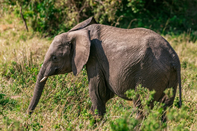 a baby elephant standing on top of a lush green field, by Will Ellis, pexels contest winner, hurufiyya, very kenyan, youtube thumbnail, amongst foliage, walking