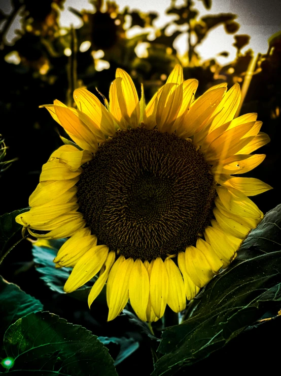 a close up of a sunflower in a field, pexels contest winner, art photography, dramatic backlit lighting, high contrast of light and dark, today\'s featured photograph 4k, fine art print