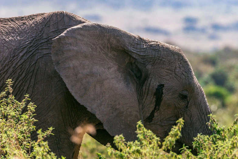 an elephant that is standing in the grass, a portrait, by Will Ellis, hurufiyya, fan favorite, in africa, unsplash photography, drinking