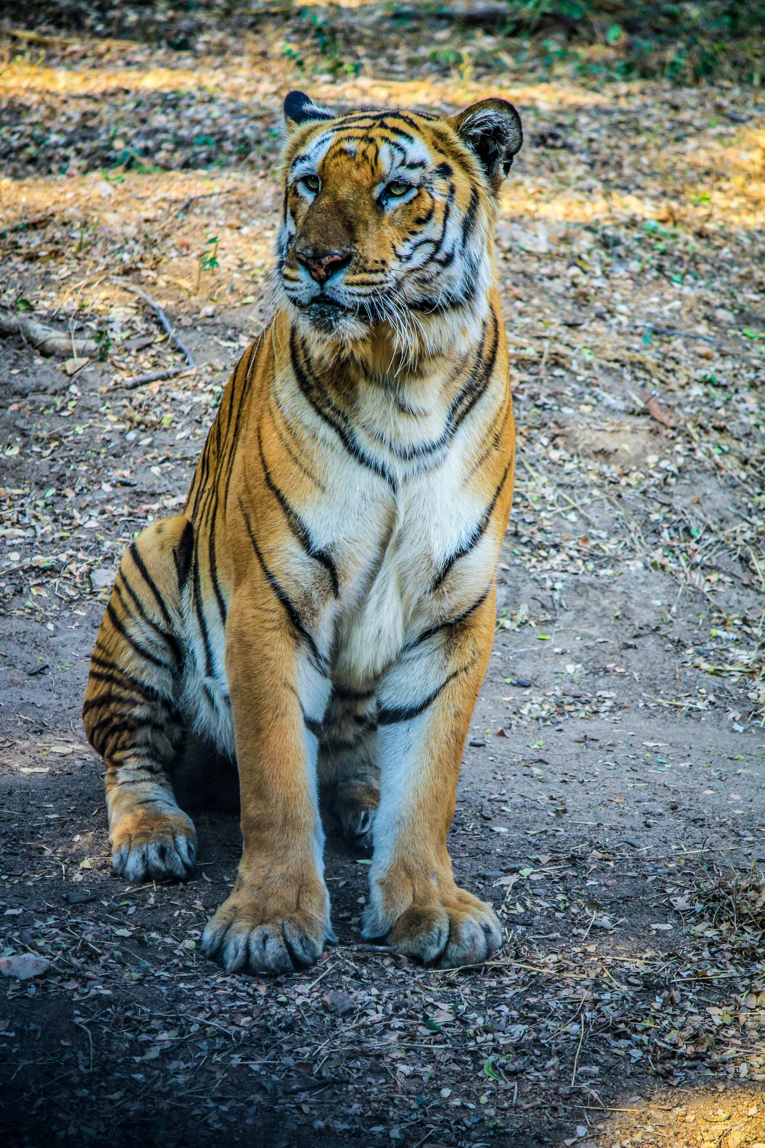 a tiger sitting on top of a dirt field, posing for the camera