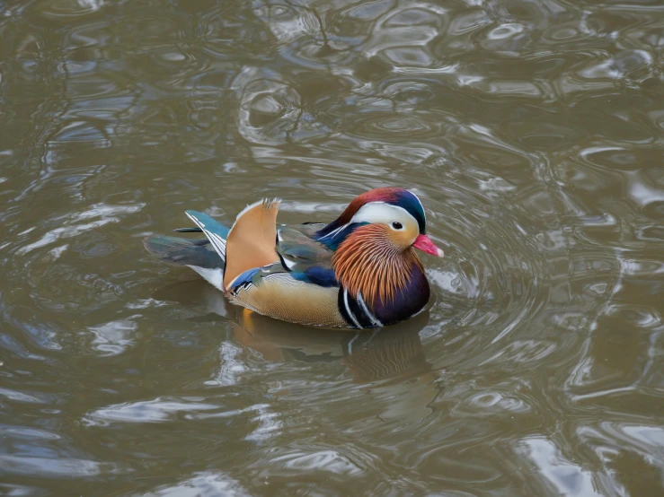 a duck floating on top of a body of water, well decorated, looking like a bird, slide show, multicoloured