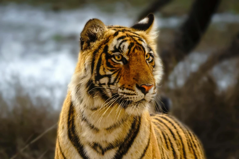 a close up of a tiger near a body of water, posing for the camera