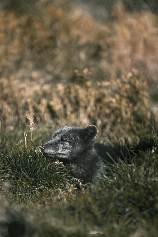 an animal that is laying down in the grass, by Sven Erixson, pexels contest winner, grey fur, 1960s color photograph, ignant, wyoming