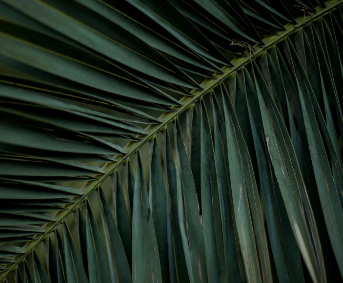 a close up of a leaf of a palm tree, an album cover, inspired by Elsa Bleda, hurufiyya, tooth wu : : quixel megascans, unsplash 4k, thatched roof, medium format