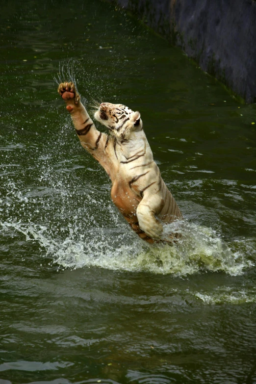 a white tiger jumping into a body of water, singapore, ((tiger)), waving, on a hot australian day