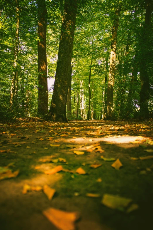 a forest filled with lots of trees and leaves, light casting onto the ground, today\'s featured photograph 4k, ((forest))