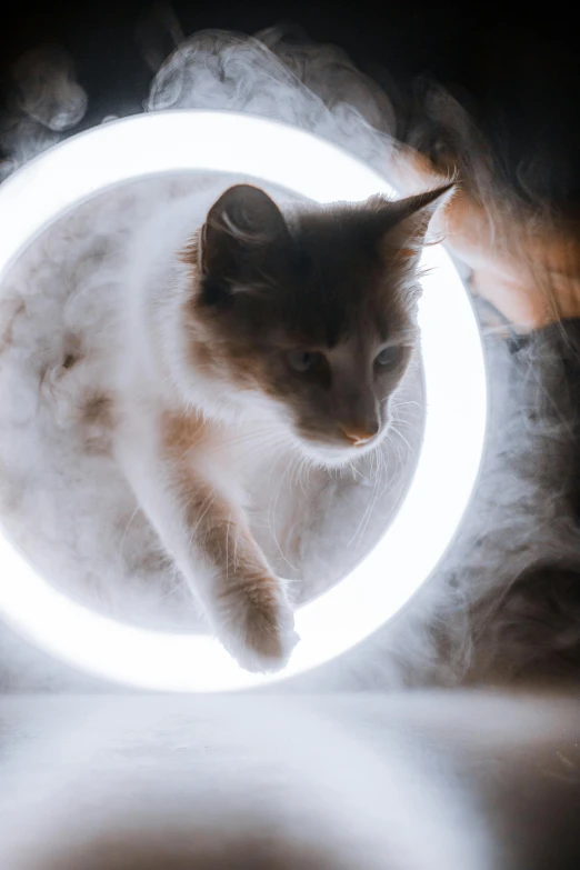 a cat is running through a ring of smoke, pexels contest winner, light and space, infinity mirror, moonlight grey, paws on wheel, ignant