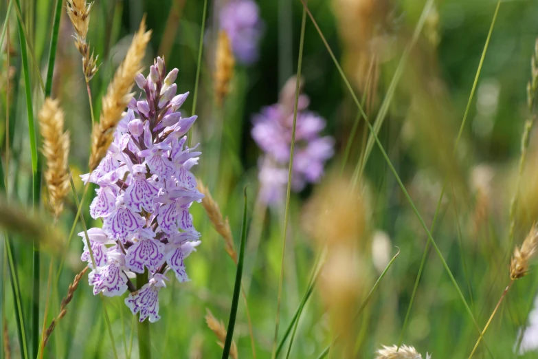 a purple flower in a field of tall grass, flickr, renaissance, an orchid flower, graham humphreys, pale pink grass, proteus vulgaris
