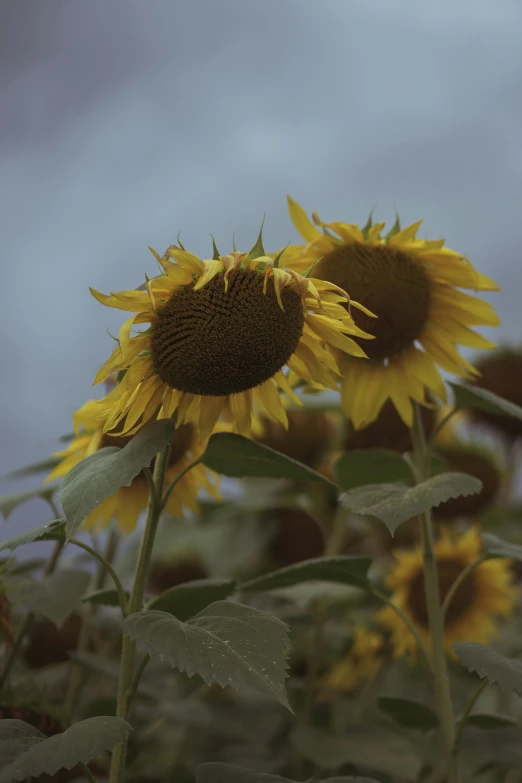 a field of sunflowers on a cloudy day, an album cover, unsplash, renaissance, cinematic style photograph, photograph”