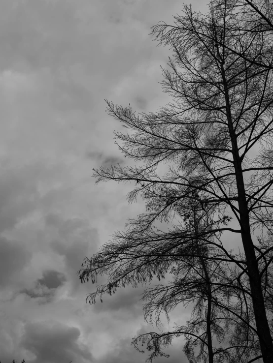 a black and white photo of trees against a cloudy sky, life and death mixing together, overcast!!!, on a dark winter's day, tall