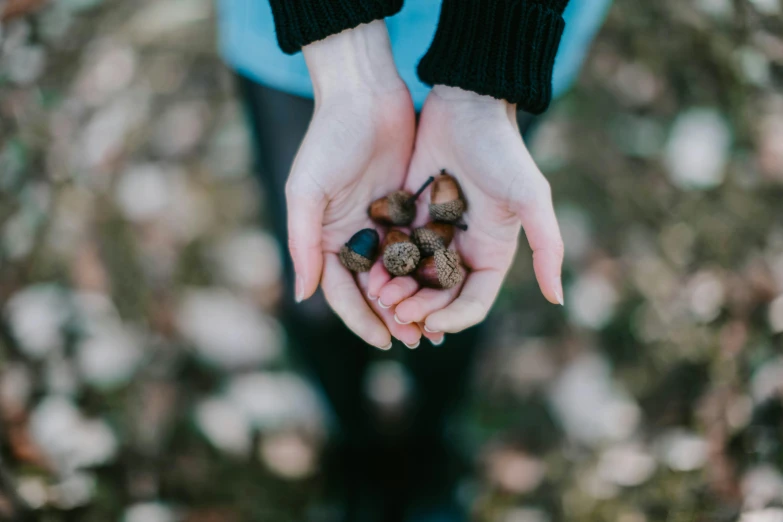 a person holding a handful of acorns in their hands, an album cover, by Julia Pishtar, pexels contest winner, 1 6 x 1 6, 15081959 21121991 01012000 4k, analogue, high resolution