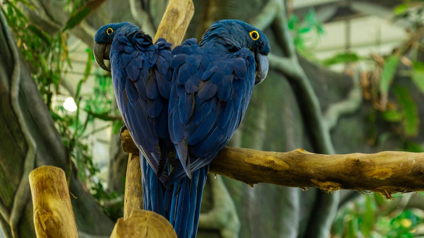 two blue parrots sitting on top of a tree branch, pexels contest winner, 🦩🪐🐞👩🏻🦳, museum photo, hd wallpaper, a wooden