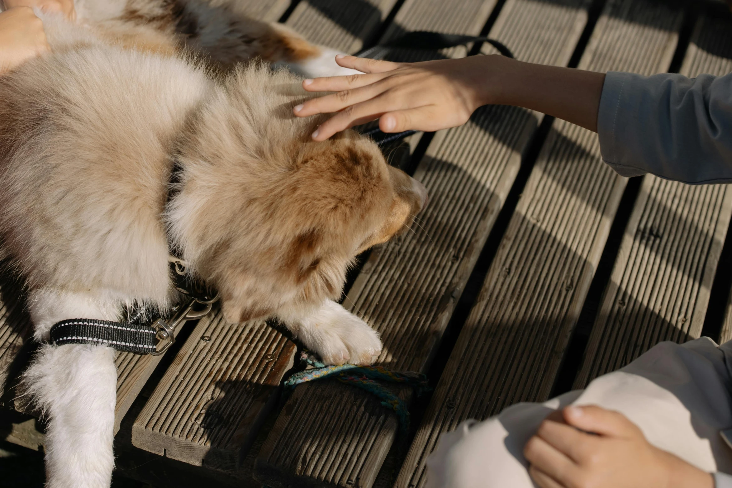 a brown and white dog laying on top of a wooden bench, trending on pexels, petting a cat, hands reaching for her, long - haired siberian cat, sitting on man's fingertip