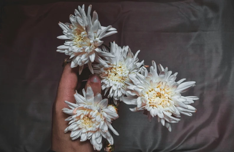 a person holding a bunch of white flowers, chrysanthemum eos-1d, instagram post, white bed, albino mystic