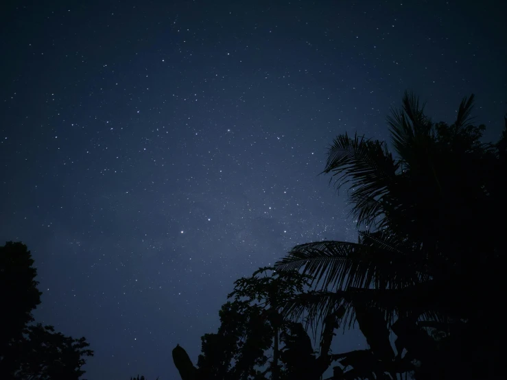 a night sky filled with stars and palm trees, visible sky and humid atmosphere, instagram post, taken with sony alpha 9, digital image