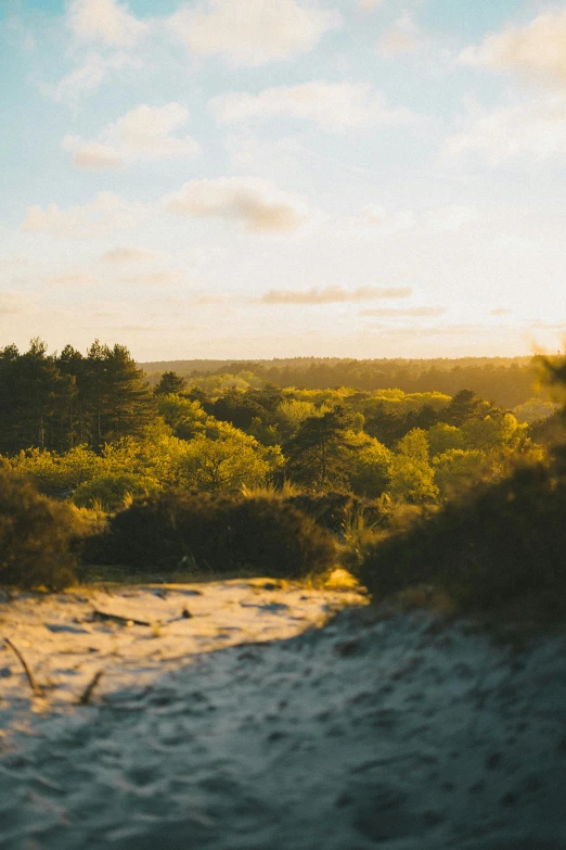 a person riding a surfboard on top of a sandy beach, view of forest, forest plains of yorkshire, sunset lighting, forests