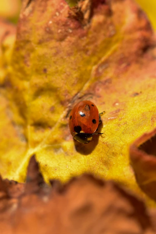 a ladybug sitting on top of a yellow leaf, slide show