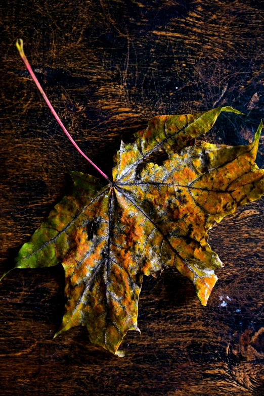 a close up of a leaf on a table, by Alison Geissler, slide show, culinary art photography, multicolored, weathered