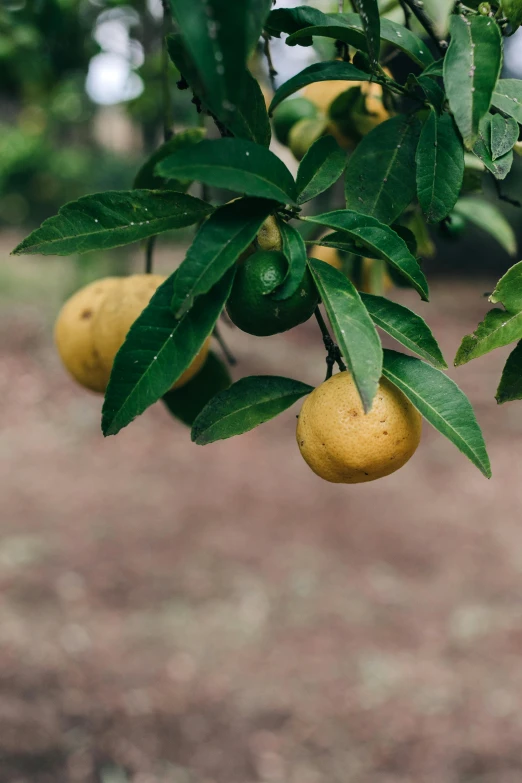 a bunch of lemons hanging from a tree, unsplash, pale orange colors, low quality photo, potato, lush vista