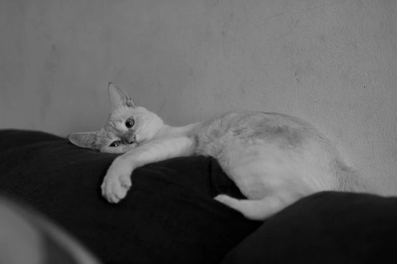 a black and white photo of a cat laying on a couch, by Emma Andijewska, portrait of albino mystic, in an action pose, short neck, with pointy ears