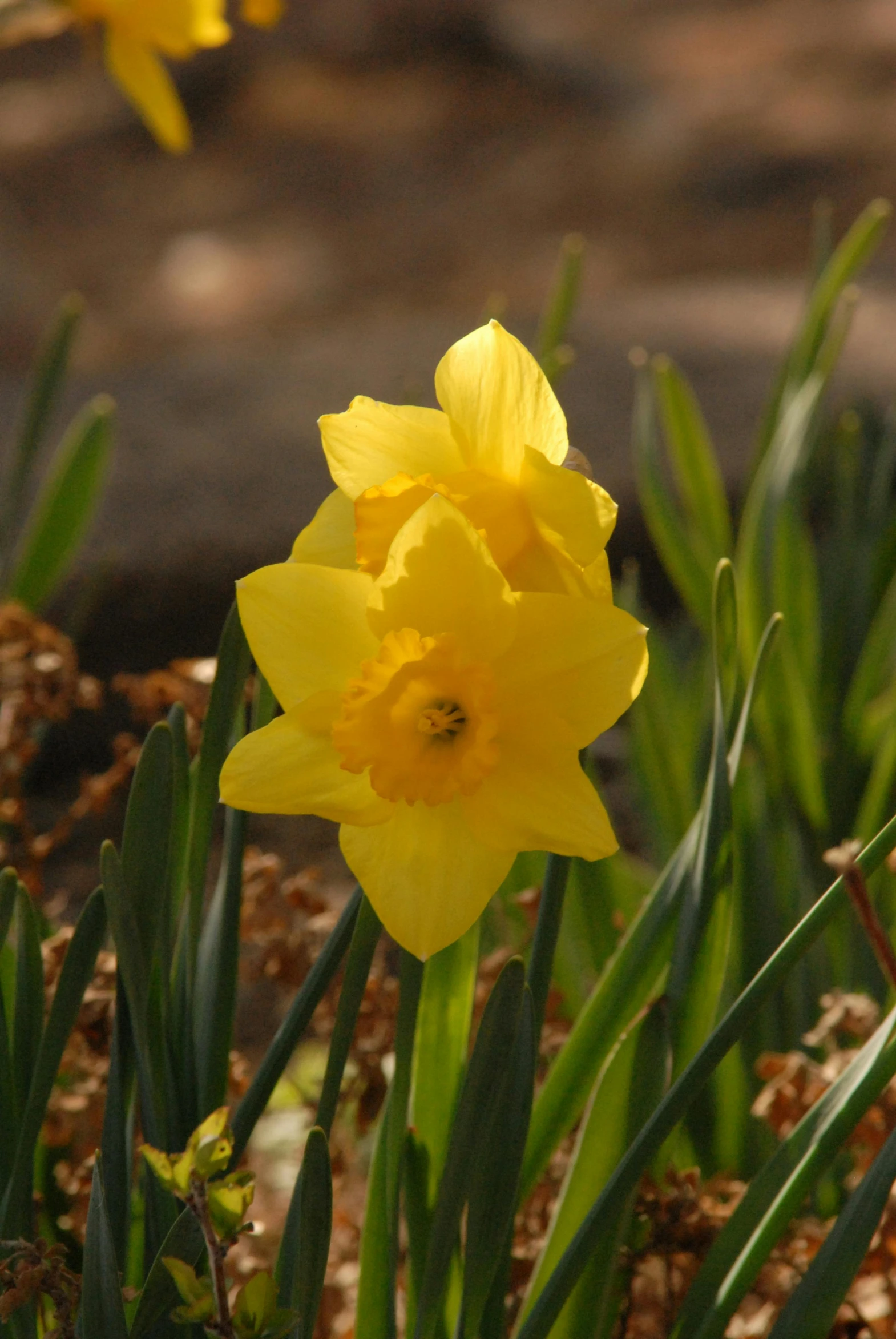 a group of yellow daffodils in a garden, a picture, by David Simpson, hurufiyya, very short depth of field, moroccan, f/3.2, soft light - n 9