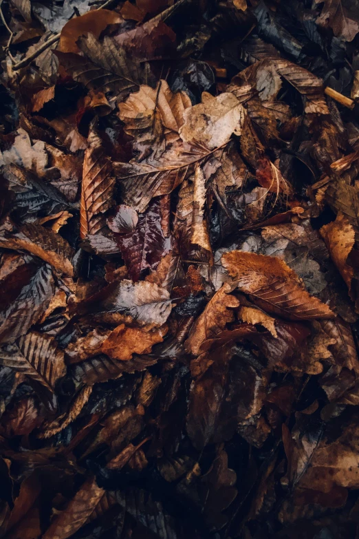 a pile of dead leaves on the ground, an album cover, inspired by Elsa Bleda, trending on unsplash, brown:-2, organics, ilustration, classical