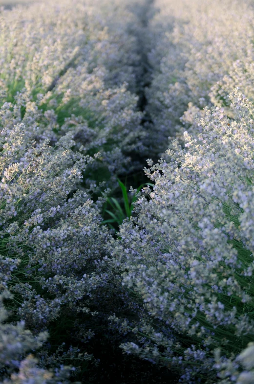 a field filled with lots of purple flowers, sleek spines, silver mist, exterior shot, soft texture